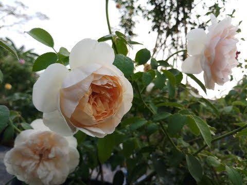 Video Giới thiệu giống hoa hồng Lichfield Angle rose ( hoa... - youtube