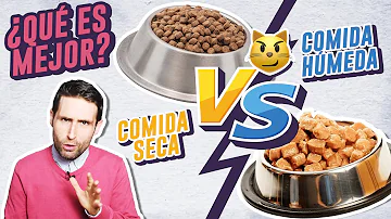 ¿Es mejor la comida húmeda o seca para los gatos?