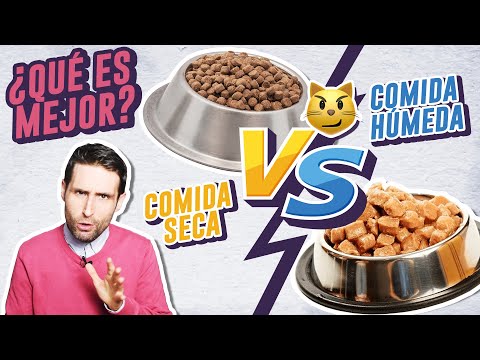 Video: Cuando Alimentar A Tu Gatito Con Comida Seca