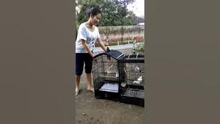 CEWEK PECINTA BURUNG KICAU