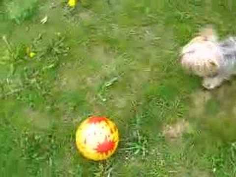 Jules, Le chien mangeur de ballons