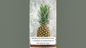 PINEAPPLE EXPORT TO MIDDLE EAST #export #exporter #exportimport #exports #importexport