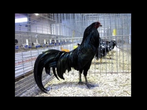 Sumatra bantam, Zwerg-Sumatra, Landesgeflügelschau Ulm