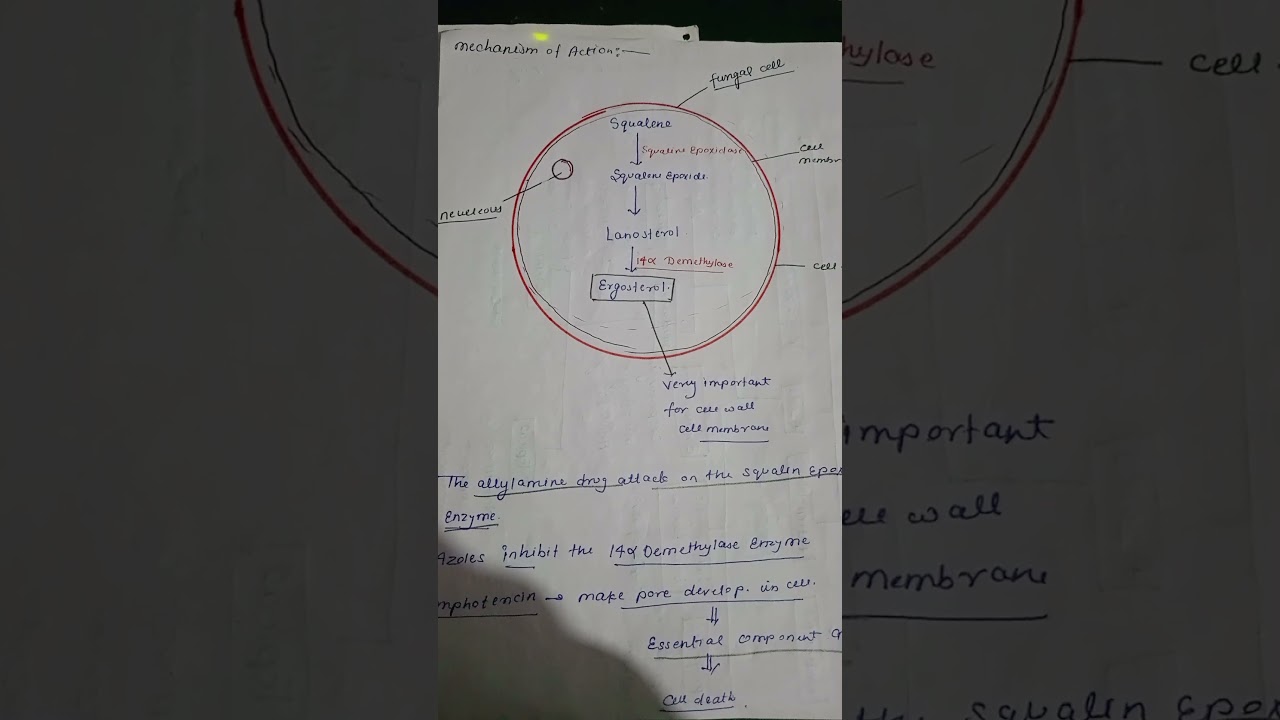 MOA of antifungal drug 