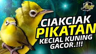 Kecial Kuning CIAK CIAK PIKATAN‼️Kecial Kuning GACOR ‼️| PEPADU KECIAL