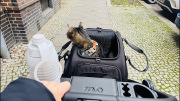 LIVE - caturday outing