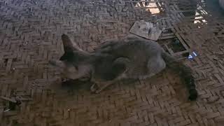 FUNNY CAT And DOG compilation 2020 II CAT and DOGCatches Mouse by Funny Video Vines 81 views 3 years ago 42 minutes