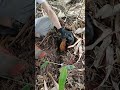 Horseshoe Bamboo Shoots #bamboo #bushcraft #bambooacademy #shortsfeed #viral #farming #satisfying
