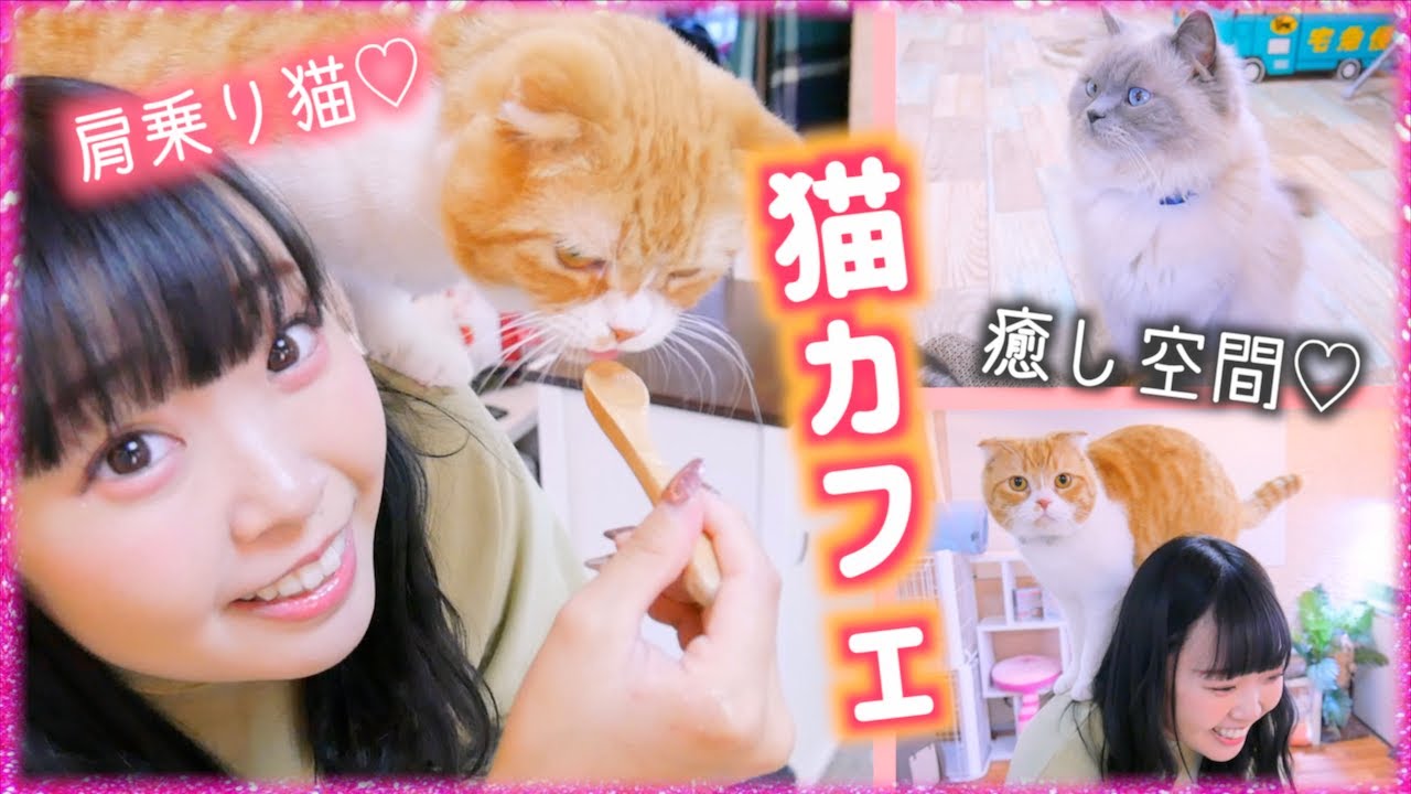 肩乗り猫 可愛すぎる猫カフェ 最強の癒し空間をあなたに 猫天国 Youtube 肩乗り猫 可愛すぎる猫カフェ 最強の癒し空間をあなたに 猫天国 Youtube