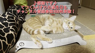 【茶トラ】てつくん4才のお誕生日とチャンネル登録400名突破！Celebrating 400 channel subscribers with cat celebrating 4th birthday by 茶トラ猫 てつのくうねるあそぶな日々 161 views 2 weeks ago 2 minutes, 38 seconds