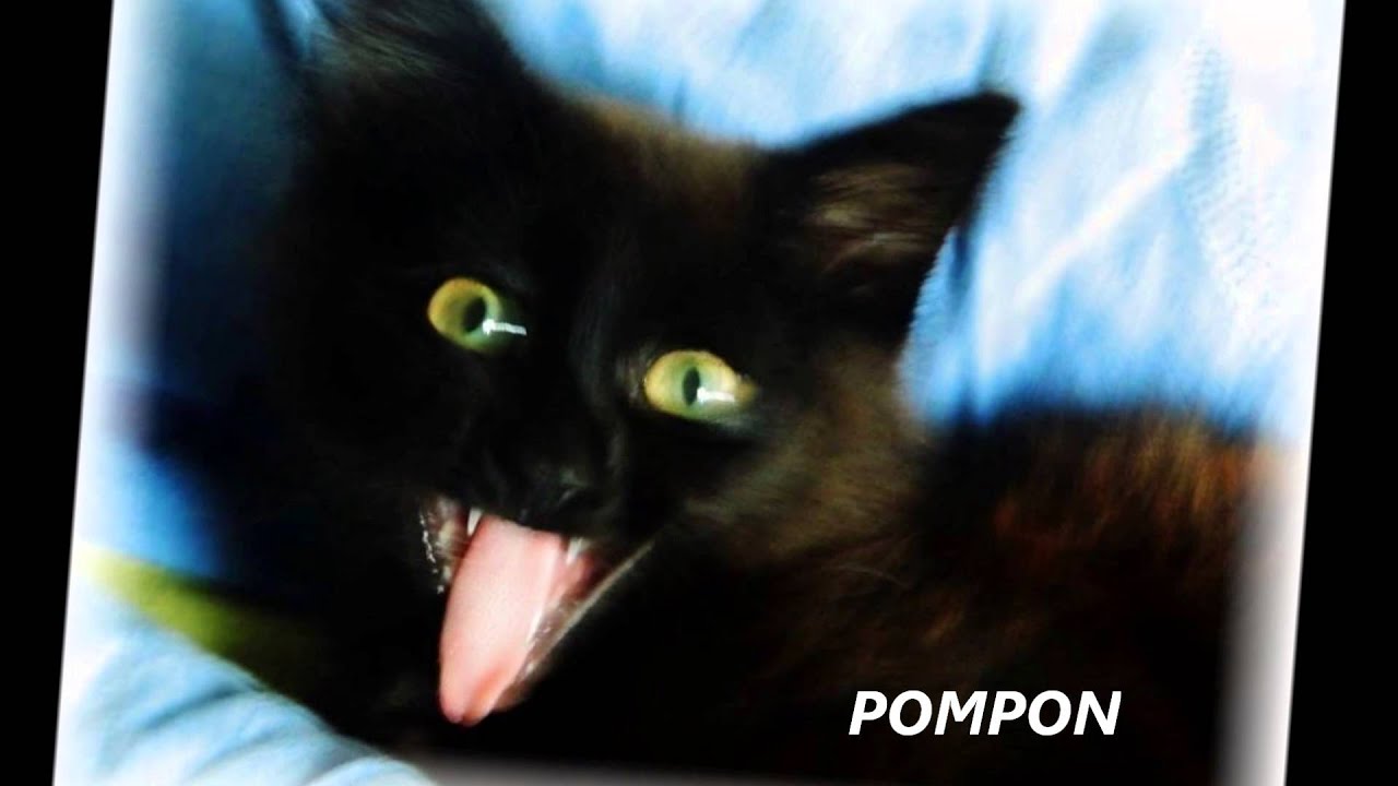 17 AOUT JOURNEE MONDIALE DES CHATS NOIRS