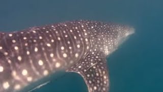 Snorkelling with Whale Sharks | Oceans | BBC Studios