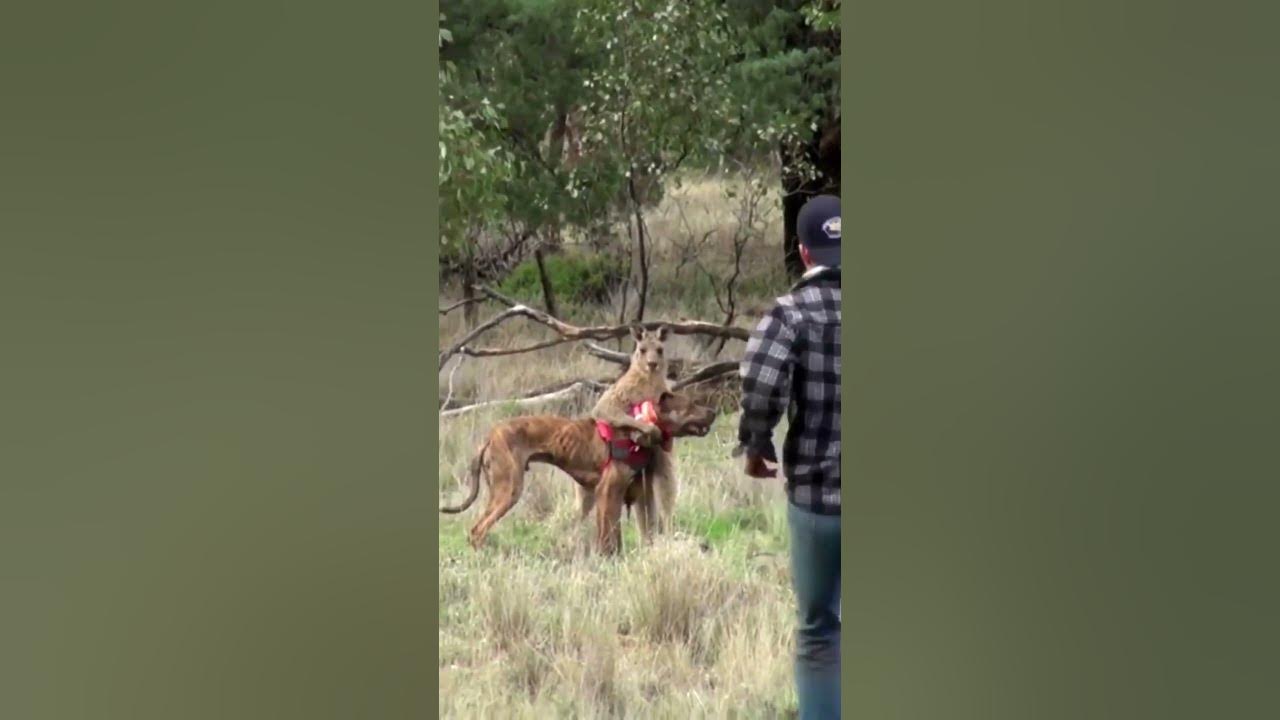 Кенгуру дерется с человеком. Драка кенгуру в австралии. Кенгуру стоя. Мужик дерется с кенгуру. Мужик подрался с кенгуру.