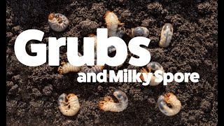 Grubs and MIlky Spore