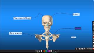 Cyber Anatomy Basic Tools Tutorial Part2