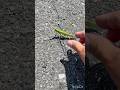 巨大バッタの捕獲方法