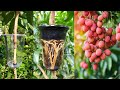 How to Air Layering Lychee Tree - Easy method to grow Lychee tree from cuttings at home