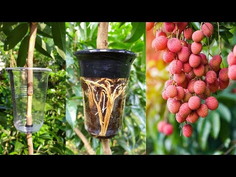 Vídeo: Lychee Tree Care: com cultivar fruites de Lychee al paisatge