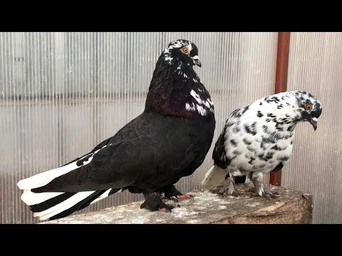 Обзор Николаевских голубей из маточника