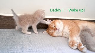Naughty kitten is learning to walk trying to wake up dad cat to play with and the end...doze off.