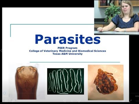 Video: Od veterináře: 7 důležitých faktů, které potřebujete vědět o parazitech
