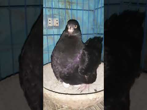 حمام كينج كنج أسود فحمة ابن استيراد