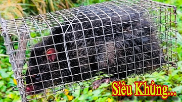 Bẫy Chuột Cống Nhum Vô Bích Cái Lồng