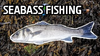 SEABASS FISHING IN PLYMOUTH (Mackerel, Bass and Garfish)