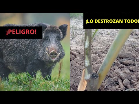 Cómo ahuyentar jabalíes del huerto hqdefault