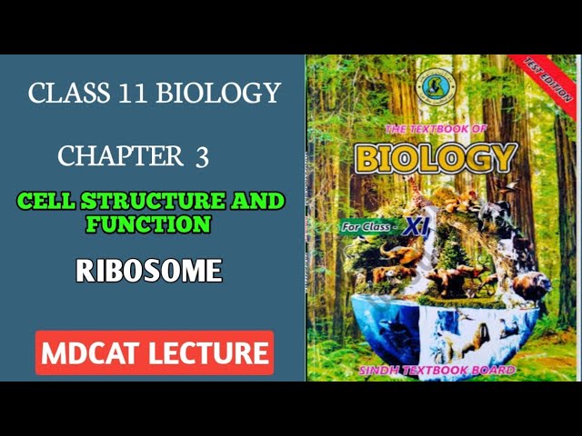RIBOSOME || CLASS 11 NEW BIOLOGY STB ||MDCAT 2023 || MDCAT2024 ||CELL STRUCTURE AND FUNCTIONS CHAP 3