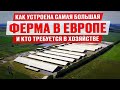 Самая большая ферма в Европе Коровы джерси Голштины и монбельярды Производство молока Самая большая ферма в Европе Коровы джерси Голштины и монбельярды Производство молока
