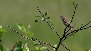 Болотная Камышевка. Marsh Warbler