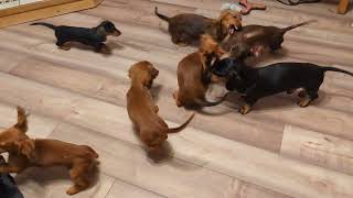 Dachshund pandemonium