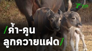 เจ้าของสุดดีใจ ได้ "ลูกควายแฝด" ตั้งชื่อ ค้ำ-คูน เชื่อจะโชคดี | Thairath Online