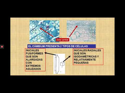 Vídeo: Araucària xilena: descripció i foto