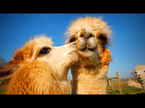 Cute Llamas 😍😂 Funny and Cute Llamas(Part 1)