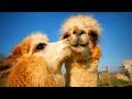 Cute Llamas Funny And Cute Llamas Part 1 