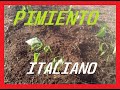 Plantar PIMIENTOS en el huerto