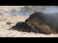 Newly born Hawaiian Monk Seal Pup with its mother at Kaimana Beach, Waikiki, Hawaii