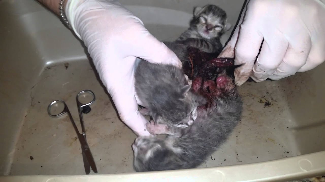 Newborn kittens 