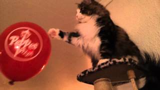 Cat vs. balloon by jorill slettstrand 576 views 12 years ago 47 seconds