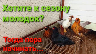 ХОТИТЕ НЕСУШЕК К ВЕСНЕ? Смотрите это видео!