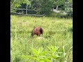 欲しいオモチャを買ってもらえなかった時の馬 【癒し系野生動物】 #shorts