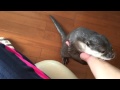 カワウソ劇場 抱っこして♬