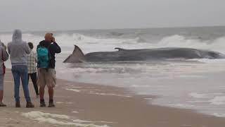 Beached Whale Indian River Inlet