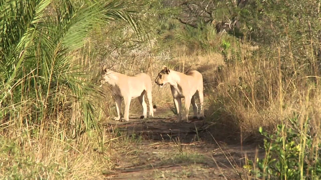 Endangered African Wildlife Monitoring Explained