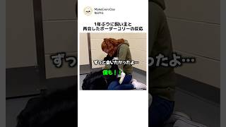 1年ぶりに飼い主と再会したボーダーコリーの反応 #いい話