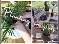 ● Vlog ● Planting in Pots | 観葉植物 | リビングルーム | Living Room Deco |