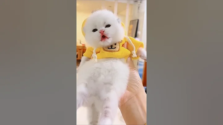 Watch the video about Hey Cute Kitties#funny#viralvideo#cats#cat#cutekittens#kitty#meow#shortsfeed#fyp