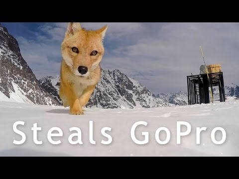 Funny animals steal GoPro